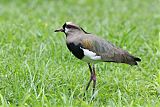 Southern Lapwing